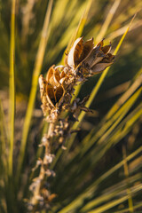 Open yucca flowers