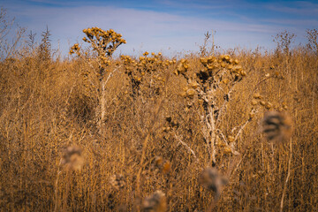 Dead spiked plants in a field
