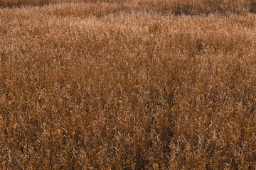 Field of fall grass in the plains
