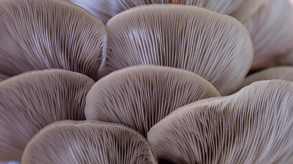 Mushroom texture pattern for design and decoration. Mushrooms macro. Edible mushrooms texture. Oyster mushroom pattern. - obrazy, fototapety, plakaty