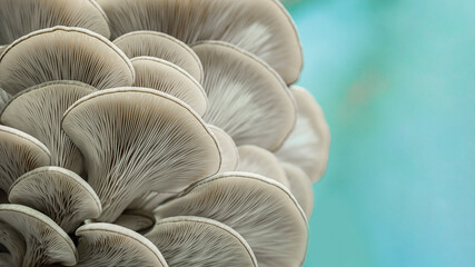 Texture of oyster mushrooms on a blue background. Edible mushrooms close-up. Biological background. Eco food. - obrazy, fototapety, plakaty