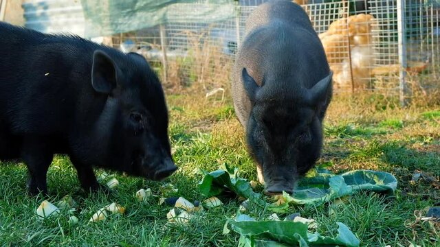 Pigs walking outdoors, home farm.