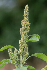 Close up of seeds on a millet plant
