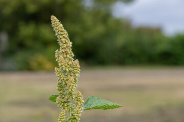 Close up of seeds on a millet plant