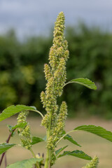 Close up of seeds on a millet plant