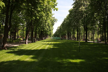 beautiful large green park with many trees and flora