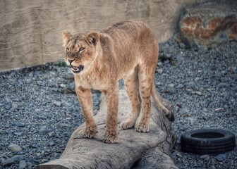 Obraz premium lion in the zoo
