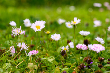 Many beautiful daisy flowers on a green meadow. Flower glade.