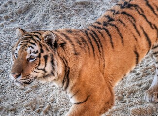 tiger in the zoo
