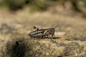 Isolated Cricket insect living on wild natural habitat,wildlife macro animal