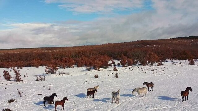 Stock video, drone view of group of horses in the field with snow