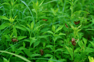 植物の葉にぶら下がっているセミの抜け殻
