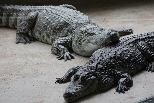 Tow Alligators - Concept Of A Whole Family Vacation Mom And Dad With The Children Of Grandparents In Zoo Where You Can Meet Wonderful Animals Like Alligator On Tenerife Canary Islands Balearic Islands