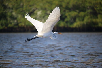 Fototapeta na wymiar flying egret