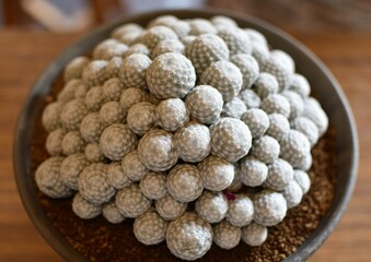 Top view of a beautiful cactus plant on a pot looking like a pile of little white balls