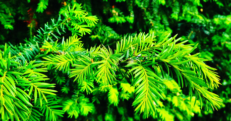 The green fir
