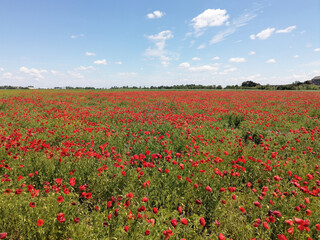 Meadow of common poppy -  Papaver rhoeas. Wonderful field of blooming red flowers. Beautiful landscape, horizon and blue sky in the background - obrazy, fototapety, plakaty