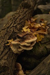 mushroom on tree in autumn forest
