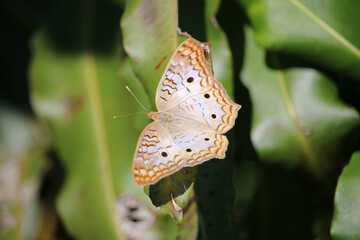 White Peacock butterfly