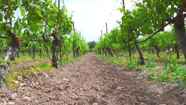 Organic wine production and agriculture in Crete Greece. Greek wine traditions