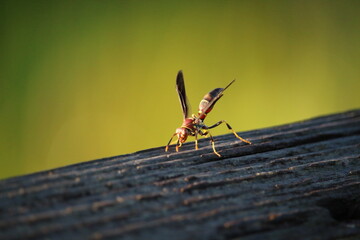 wasp close up