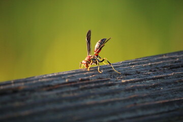 wasp close up