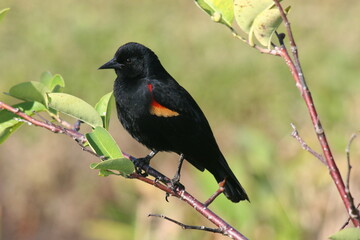 red winged blackbird