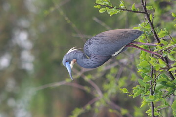Naklejka premium tri color heron