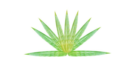 The bamboo leaves are arranged alternately vertically. isolated on white background with clipping path