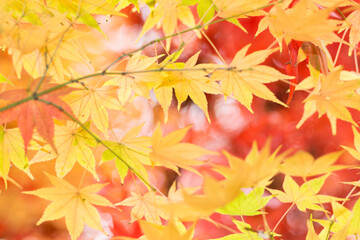 Naklejka na ściany i meble Autumn leaves background red and yellow. Maple.