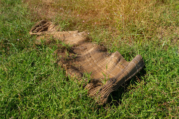 Obraz premium Reed mats are exposed to the sun and the rain until old.