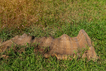Reed mats are exposed to the sun and the rain until old.