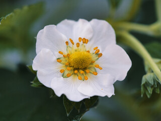 Shizuoka,Japan - December 10, 2021: Closeup of white flower of fresh strawberry fruit in Japan
