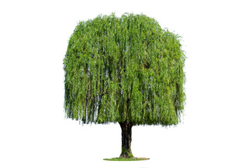 Weeping willow isolated on a white background. - obrazy, fototapety, plakaty