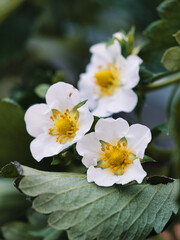Shizuoka,Japan - December 10, 2021: Closeup of white flower of fresh strawberry fruit in Japan
