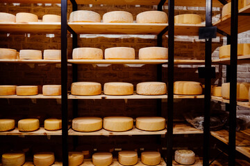 Whole wheel cheese on shelves from the Netherlands