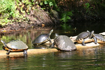 Fototapeta premium turtles on a log