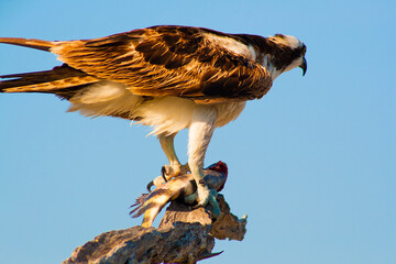 Osprey eating a fish