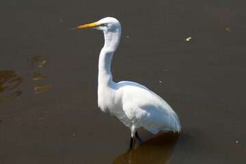 great white heron