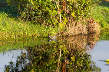 Coot in Water