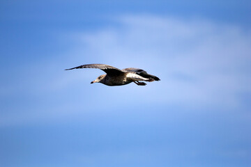 seagull in flight