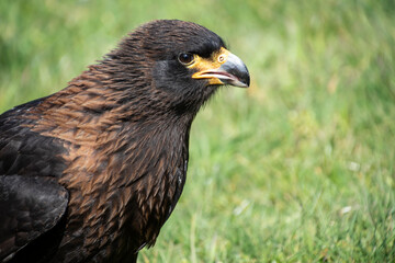 Common buzzard (Buteo buteo) natural habitat close up, portrait, close up. Bird of prey, hawk
