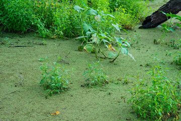 Aquatic Plants And Algae Growing Healthily In Lagoon