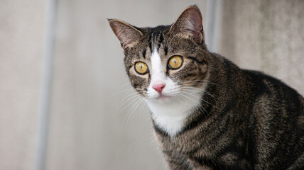 close up of cat, surprised cat, what is that? ,  