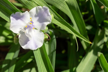 Fototapeta premium Inflorescence of garden hybrid Tradescantia of light blue color is a godsend for landscape design. Decorative herbaceous perennial. 