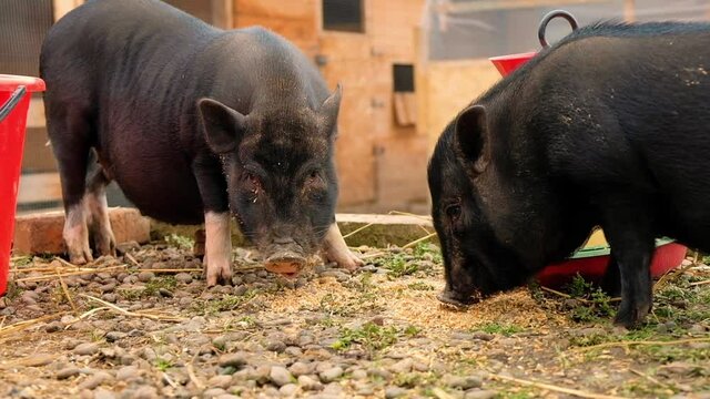 Black piglets eat grain outdoors, home farm.