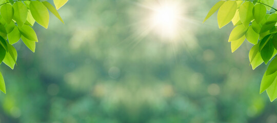 green leaves with blur bokeh green background sunlight. Fresh and green leaves green bokeh on nature abstract blur background green bokeh from tree. Spring and Summer.