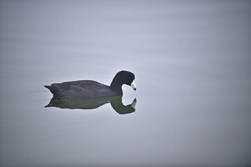 American Coot - Fulica americana