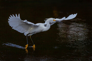 "Snowy Fishing"