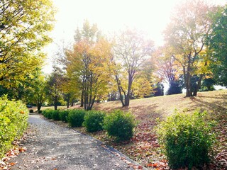 Fototapeta na wymiar 落ち葉と紅葉の散歩道①